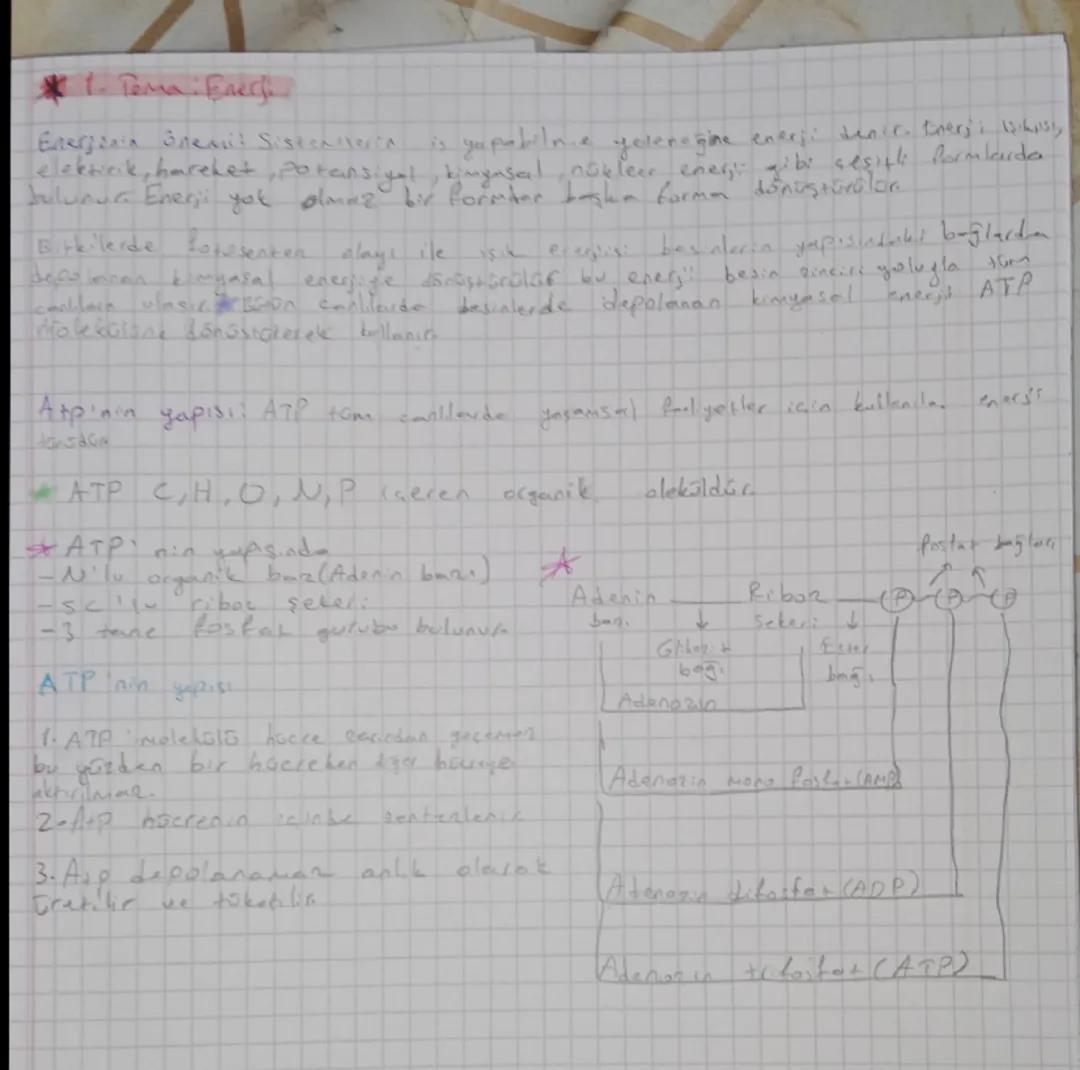 Yeni müfredat 10.sınıf biyoloji 2025-2026