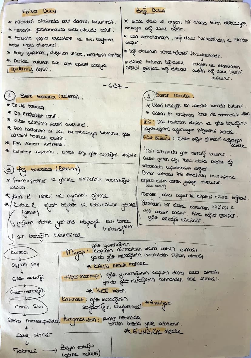 Epitel Doky
*húcreueri arasında kan damarı bulunmat.
* mekanik yaralanmalda kalsı vucudu korur.
* hastalık yapıcı etkenlere ve sili kaybına
