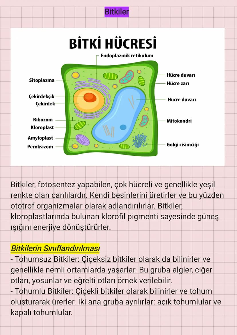 Sitoplazma
Çekirdekçik
Çekirdek
Bitkiler
BİTKİ HÜCRESİ
Endoplazmik retikulum
Hücre duvarı
Hücre zari
Hücre duvarı
Ribozom
Mitokondri
Kloropl
