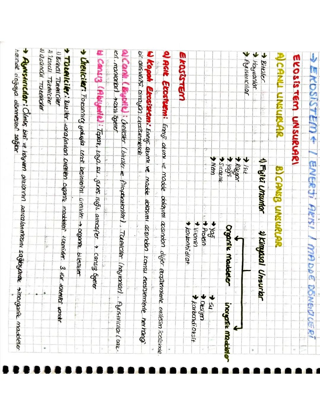 Coğrafya-Ekosistem, Enerji Akışı