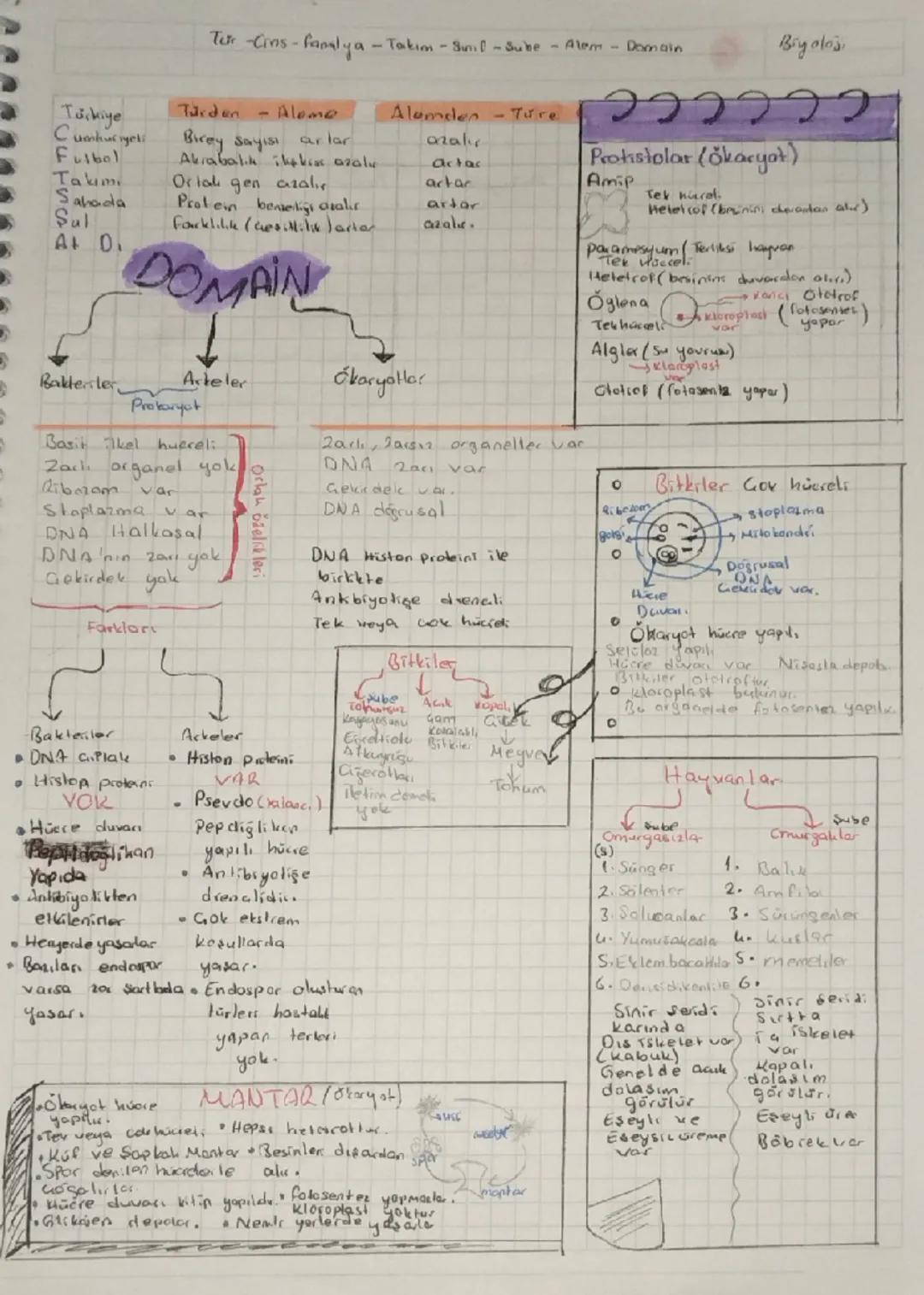 Tir-Cins-faralya-Takım-Sunil-Sube Alem Domain Biyolosi

Turkiye
Türden - Alomo Alamden Ture
Cumhuriyet Birey Sayısı
ar lar azalır
Fulbol Akr