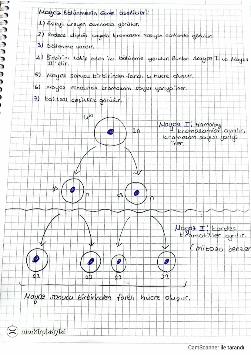MAYOR VE EŞEYLI CIREME
Genel kavramlar:
-
-
Vücut kromozomları Cotozom)
Eşey kromozomları (gono2om)
Diploïttir (2n)
Haploîttic
d
Gamet: ürem