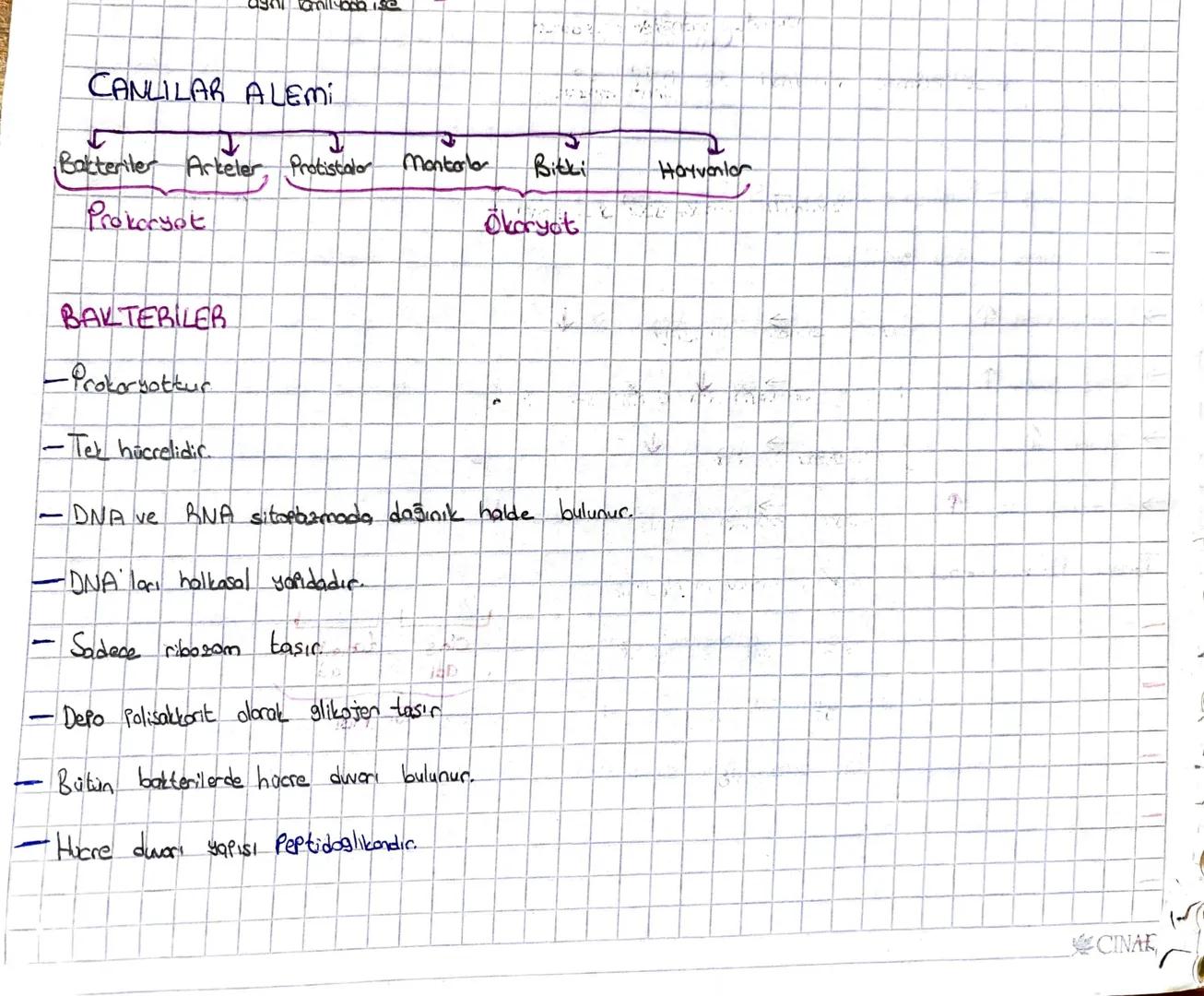 agni familyoda ise
CANLILAR ALEMI
Batteriler Arteler, Protistalo Mantola
Bitki
Prokaryot
と
Okaryot
BAKTERILER
-Prokaryottur
-Tek hücrelidic.