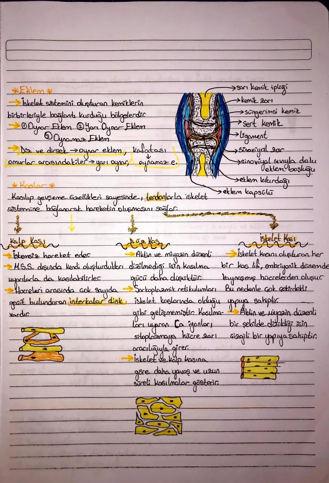 DESTEK VE HAREVET SISTEMI
Kıkırdak Doku
Hücreleri KONDROSIT, bu hücreleriA
arasını dolduran madde, KONDRIN
olarak adlandırılır
Hinalin
Elast