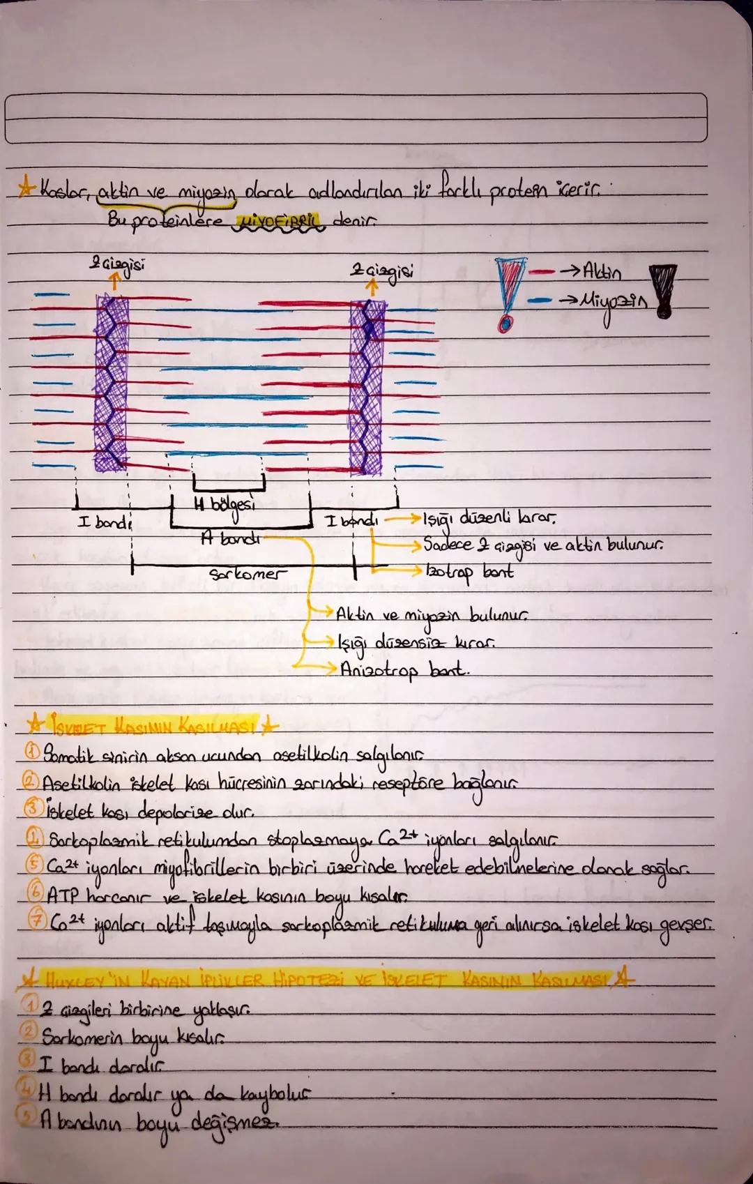 DESTEK VE HAREVET SISTEMI
Kıkırdak Doku
Hücreleri KONDROSIT, bu hücreleriA
arasını dolduran madde, KONDRIN
olarak adlandırılır
Hinalin
Elast