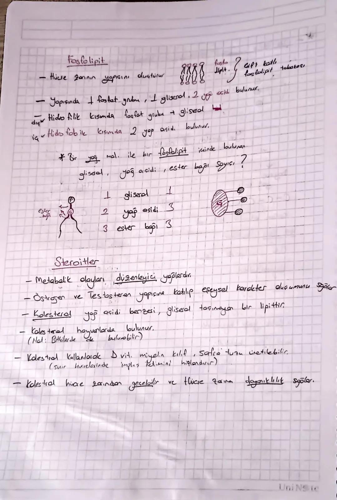 -
YAĞLAR (Lipiter)
-Organiztir (CHO~NP)
- Suda assumment..
- Enery, eldesinde 2. sırada kullanılırlar
Laun sureli acılıkte kullanım sires.
J