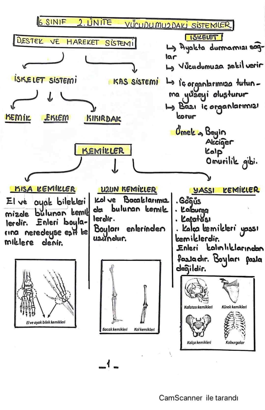 6.SINIF 2.UNITE
VÜCUDUMUZDAKİ SİSTEMLER
DESTEK VE HAREKET SISTEMI
İSKELET SİSTEMİ
lar
ISKELET
Ayakta durmamizi sağ-
↳ Vücudumuza sekil verir