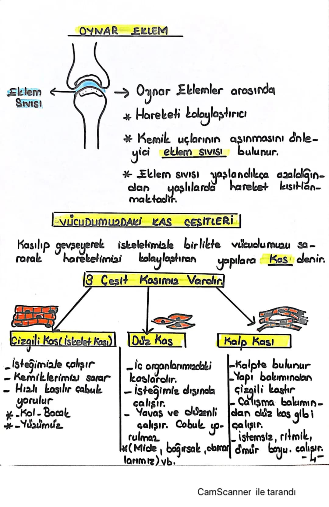 6.SINIF 2.UNITE
VÜCUDUMUZDAKİ SİSTEMLER
DESTEK VE HAREKET SISTEMI
İSKELET SİSTEMİ
lar
ISKELET
Ayakta durmamizi sağ-
↳ Vücudumuza sekil verir