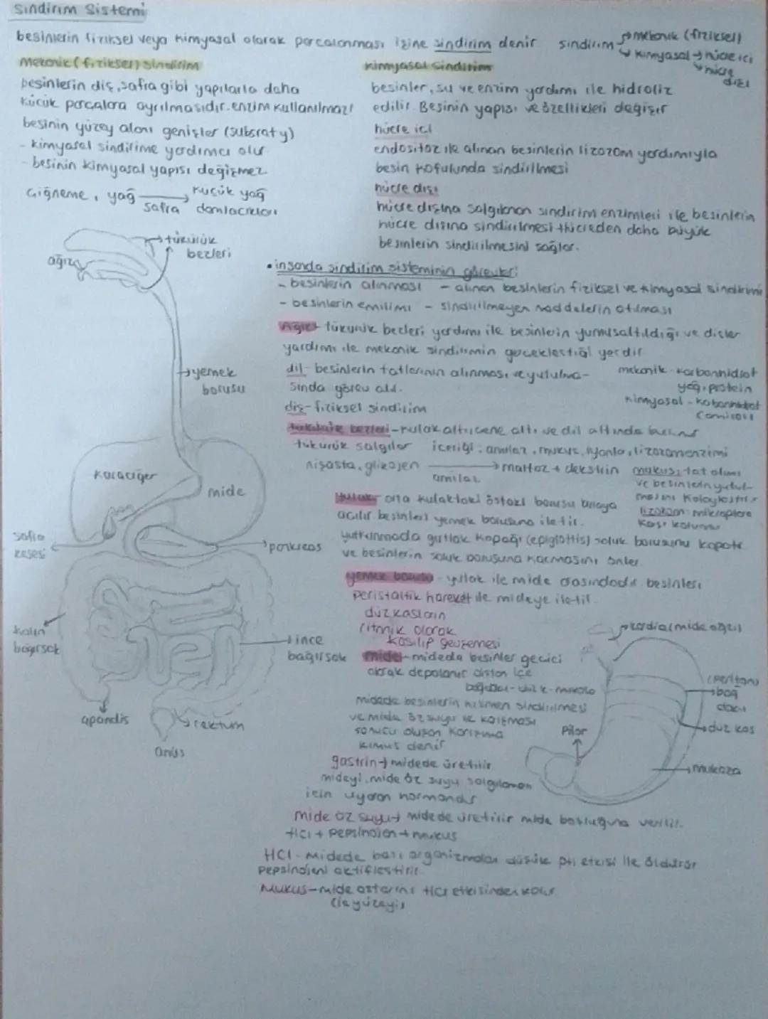 # Sindirim Sistemi

Sindirim fiziksel veya kimyasal olarak parçalanması işine sindirim denir sindirim mekanik (fiziksel)
mekanik (fiziksel) 