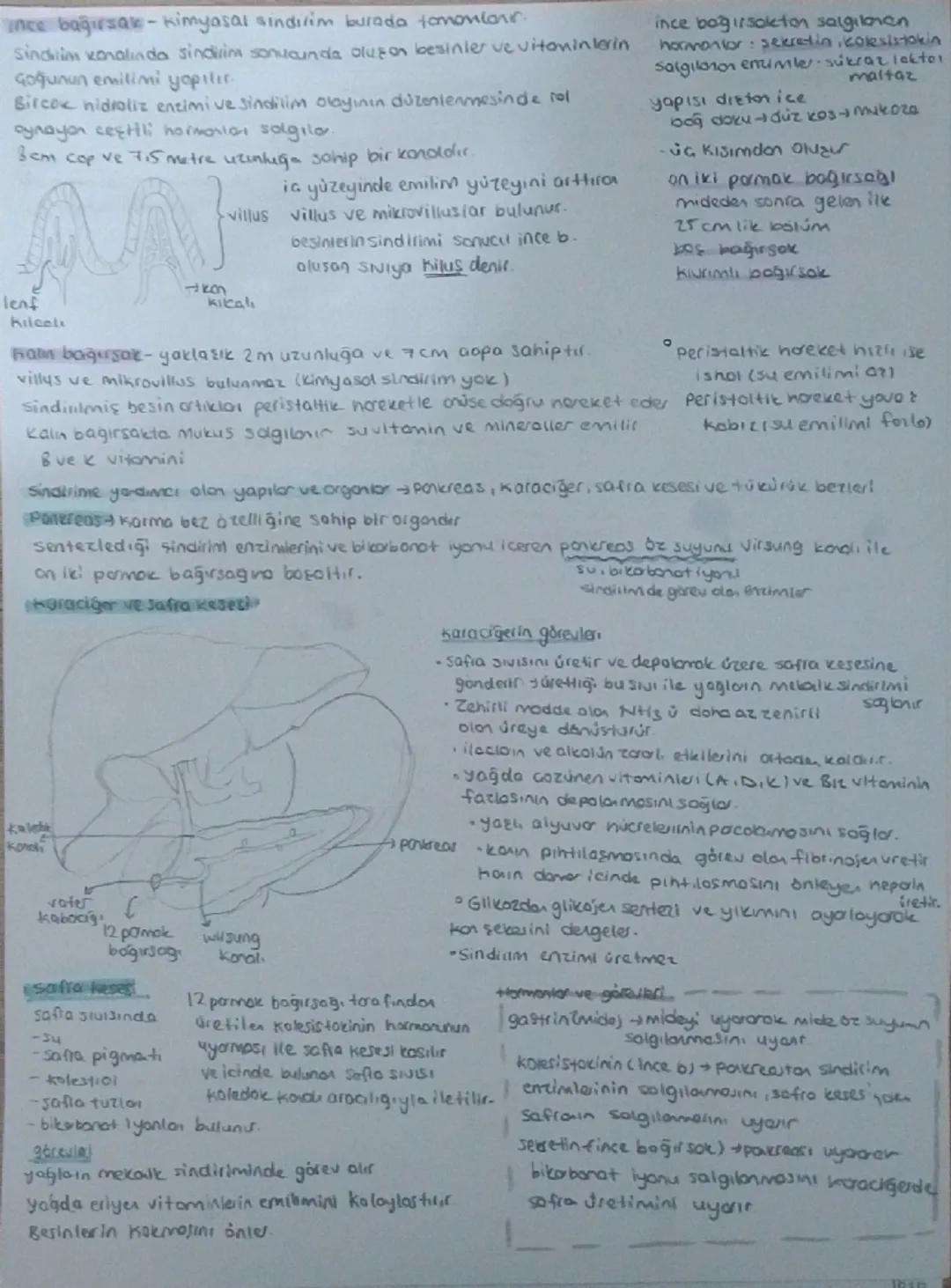 # Sindirim Sistemi

Sindirim fiziksel veya kimyasal olarak parçalanması işine sindirim denir sindirim mekanik (fiziksel)
mekanik (fiziksel) 