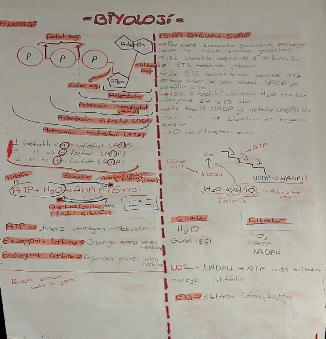 10. Sınıf biyoloji 