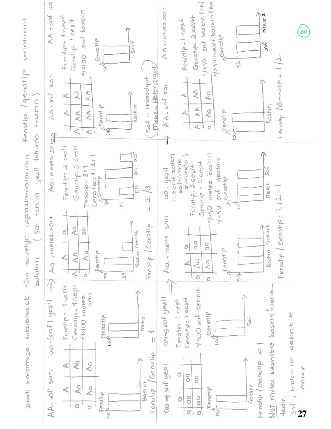 8. SINIF FEN KALITIM GENOTİP-FENOTİP ORANLARI