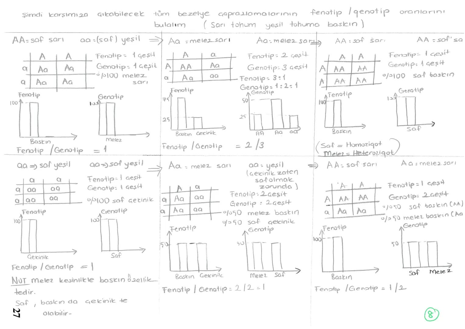 Şimdi karşımıza Gikabilecek
AA=saf sarı aa = (saf) yeşil
tüm bezelye Gaprazlamalarının fenotip /genotip oranlarını
bulalım ( Sarı tohum yeşi