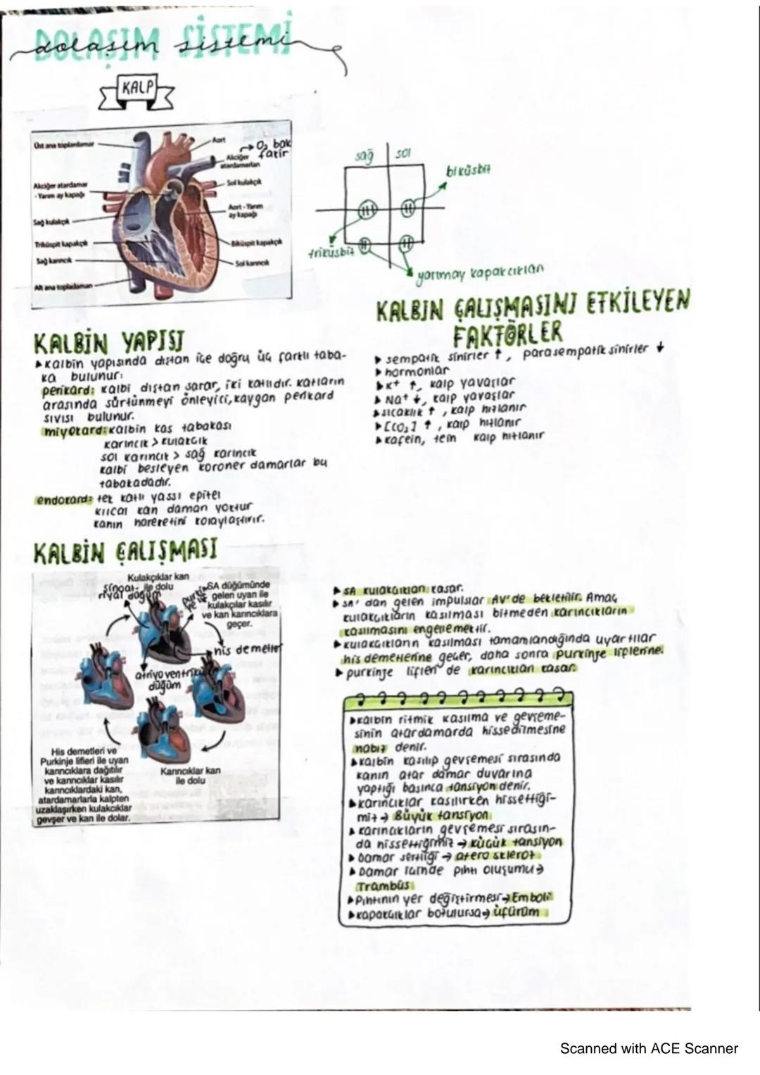 solasim sistemi
KALP
bak
sag
bikusbit
Ost ana toplandmar
Akciğer atardamar
-Yarm ay kapa
Sag kulakpk
Topit lapalok
Sa kanncık
At ana padaman