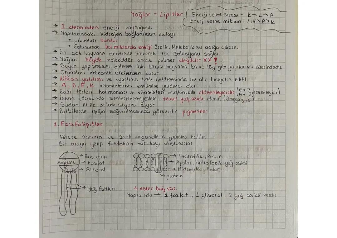 Tyt 9. Sınıf Biyoloji Organik Bileşiklerden 2. Yağlar-Lipitler