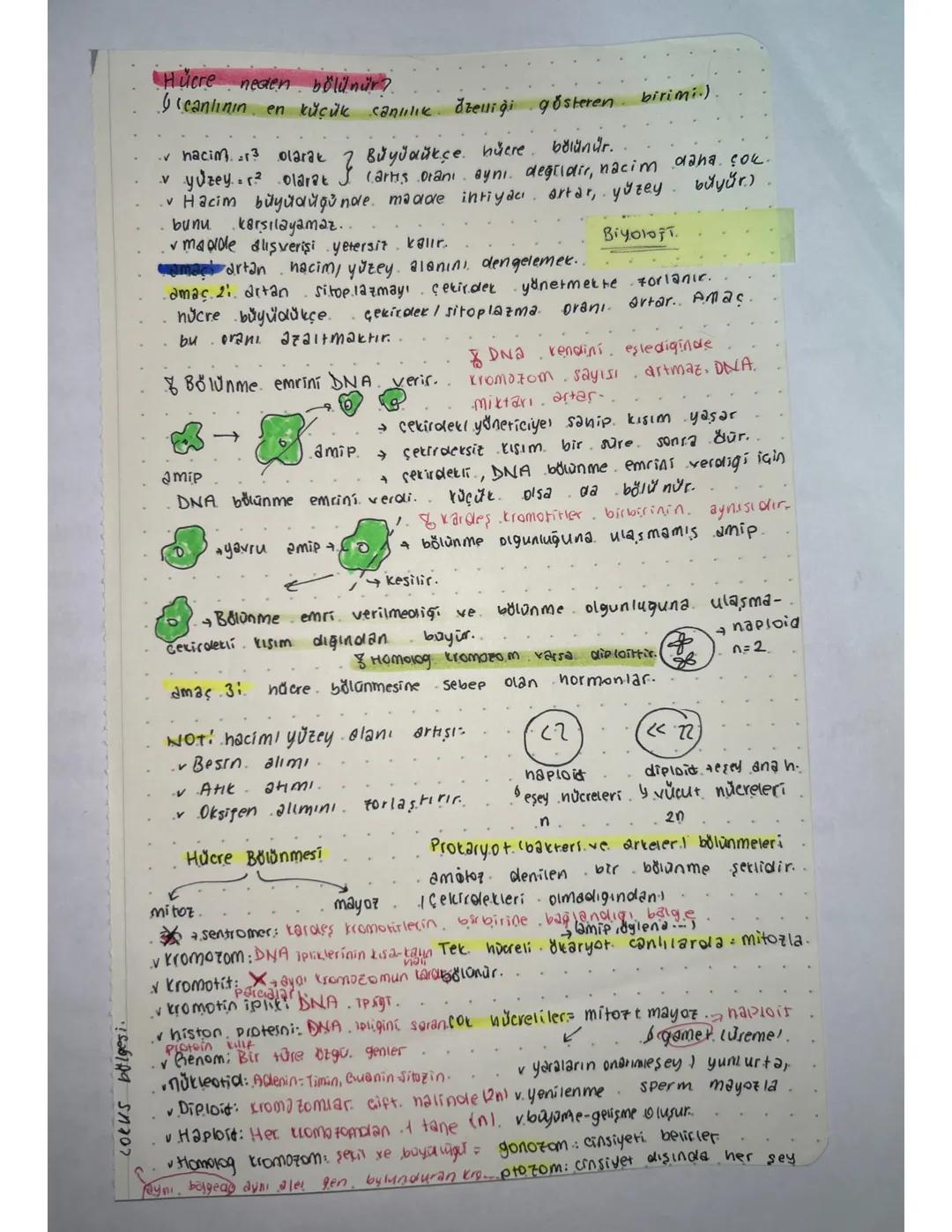 tyt biyoloji mitoz bölünme 