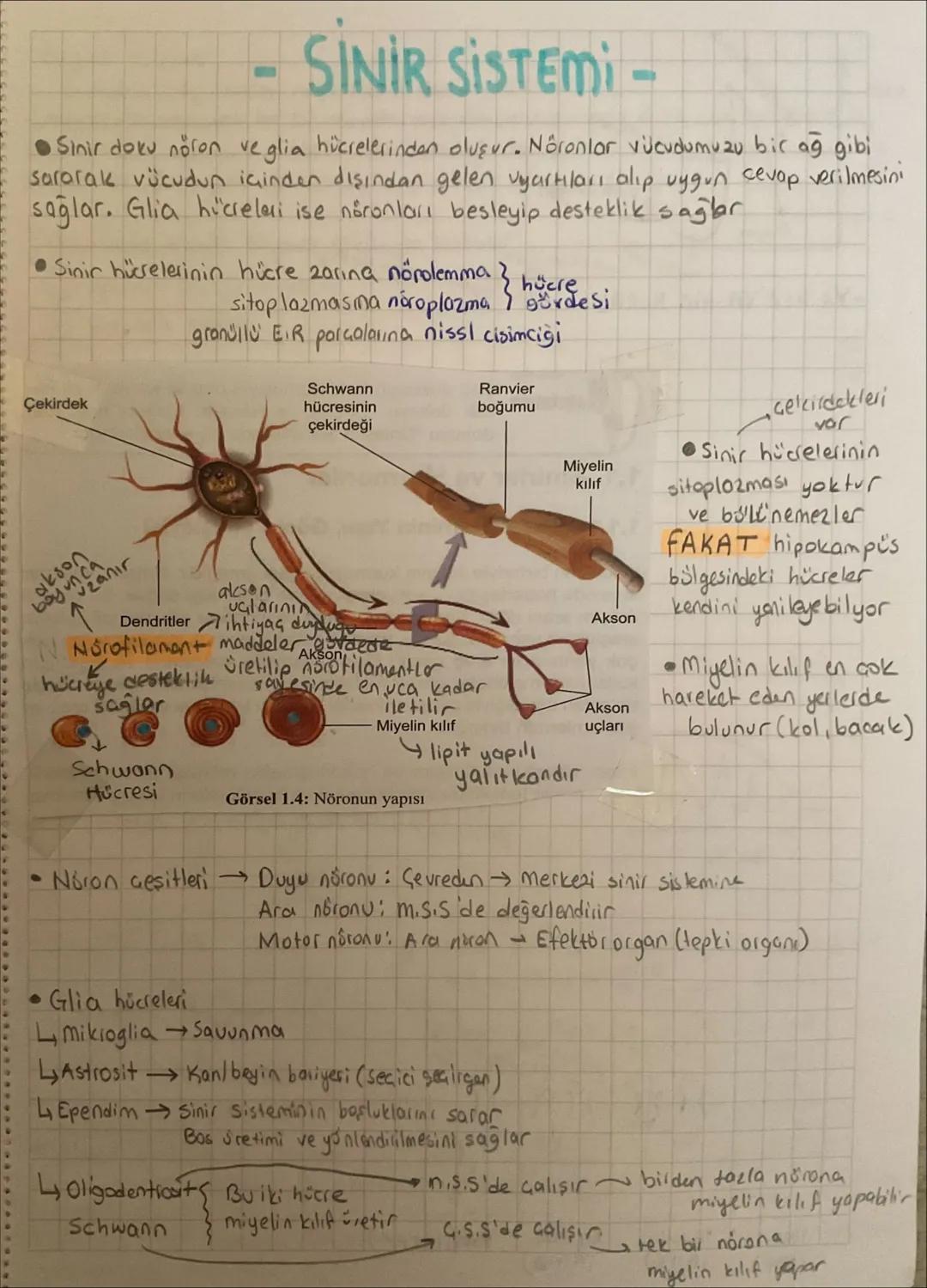 SINIR SISTEMI-
●Sinir doku noron veglia hücrelerinden oluşur. Nöronlar vücudumuzu bir ağ gibi
sararak vücudun içinden dışından gelen uyartıl
