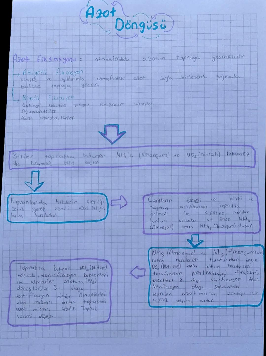 Biyoloji Azot Döngüsü 