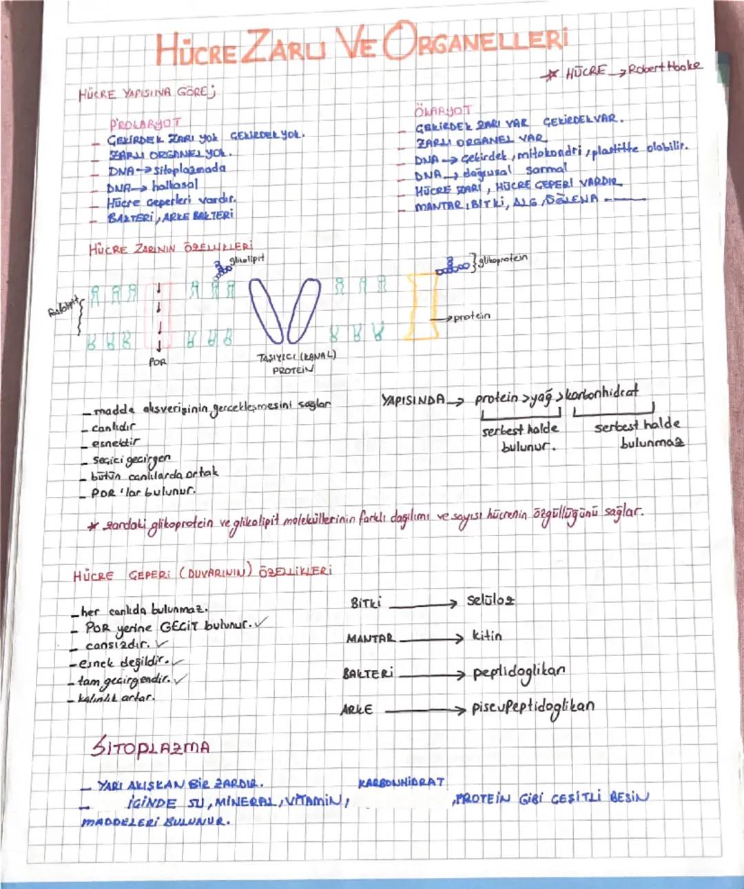 Hücre zarı ve organelleri 9.sınıf tyt konusu resimli 