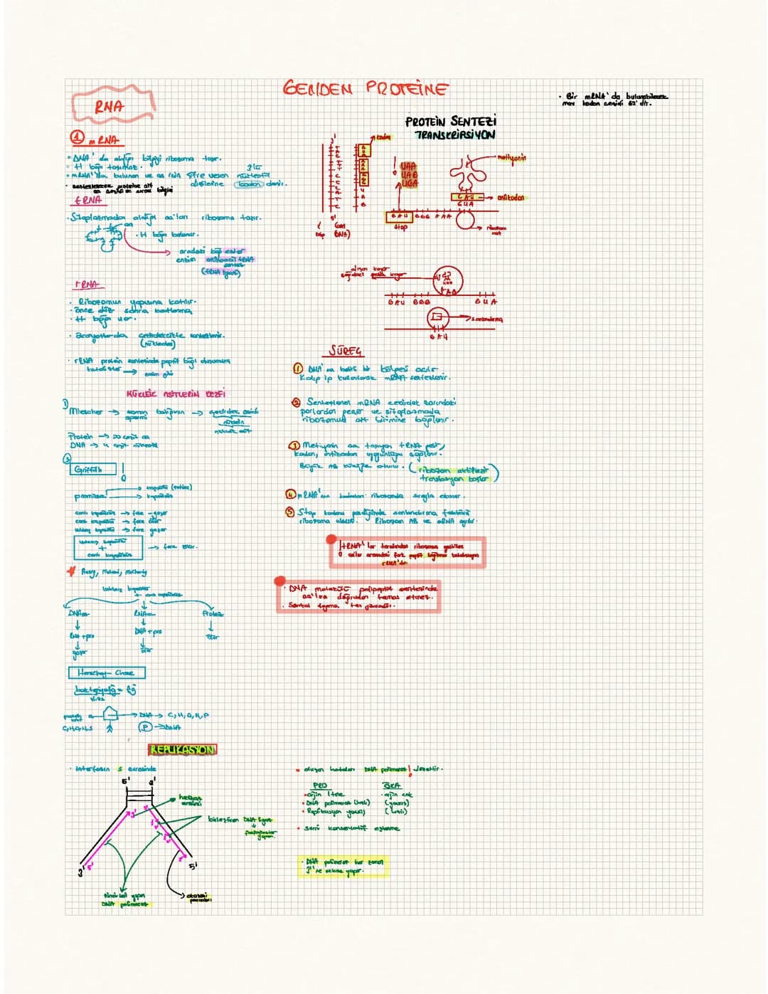 DNA ve RNA Görevleri: mRNA, tRNA, ve Protein Sentezi