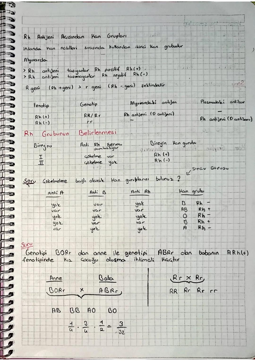 Profaz I
h
Sitokinez
n
Mayoz Ve Eseyli Üreme
**
->
-8-%
100円
Metefazl
ད
Telofaz I
k
Anafaz I
الهد
mayoz I sonunda oluşan "n" Kromozomlu yavr