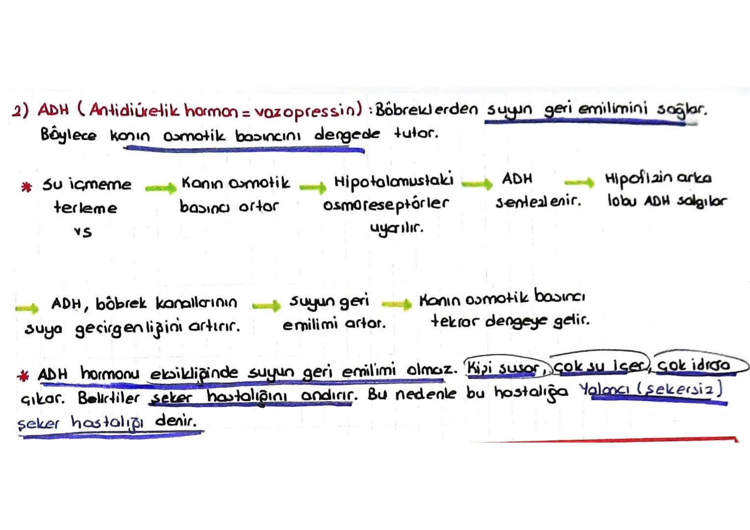 Hipofizin on lob hormonları
1) Büyüme hormonu = 6H = STH = somatotropik hormon: Büyümeyi sağlayan hormon.
dur. Özellikle kaslar ve kemikler 