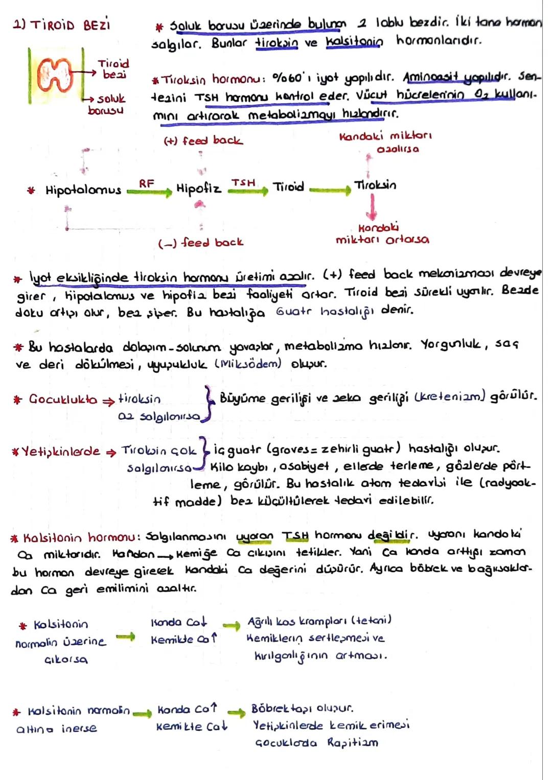 Hipofizin on lob hormonları
1) Büyüme hormonu = 6H = STH = somatotropik hormon: Büyümeyi sağlayan hormon.
dur. Özellikle kaslar ve kemikler 