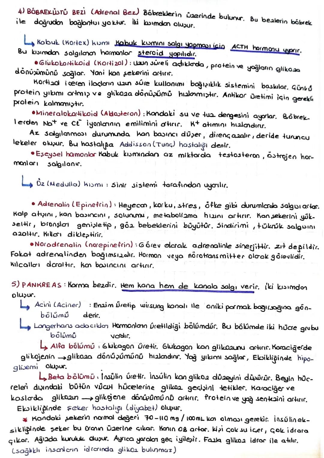 Hipofizin on lob hormonları
1) Büyüme hormonu = 6H = STH = somatotropik hormon: Büyümeyi sağlayan hormon.
dur. Özellikle kaslar ve kemikler 