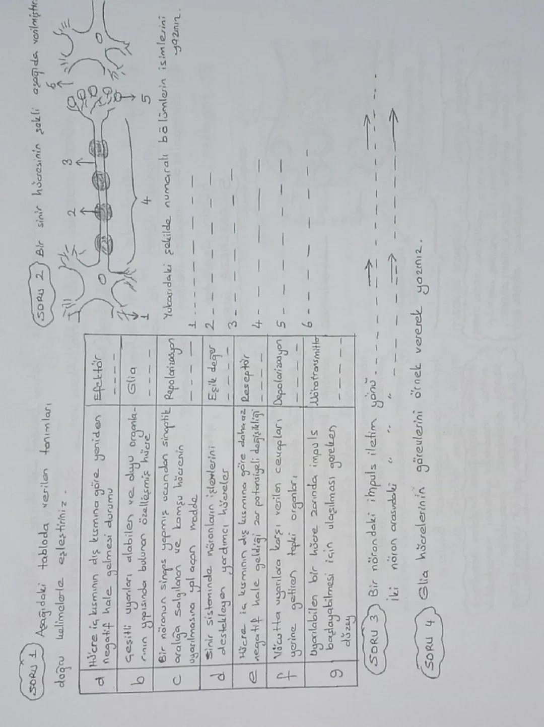 Sinir Doku: Sinir hücreleri + Yardımcı hücreler
atlamal iletim
(Nöron)
(Glia) (Nöroglia)
-Sinir hücreleri aralarında
bulunur
Sinir hücreleri