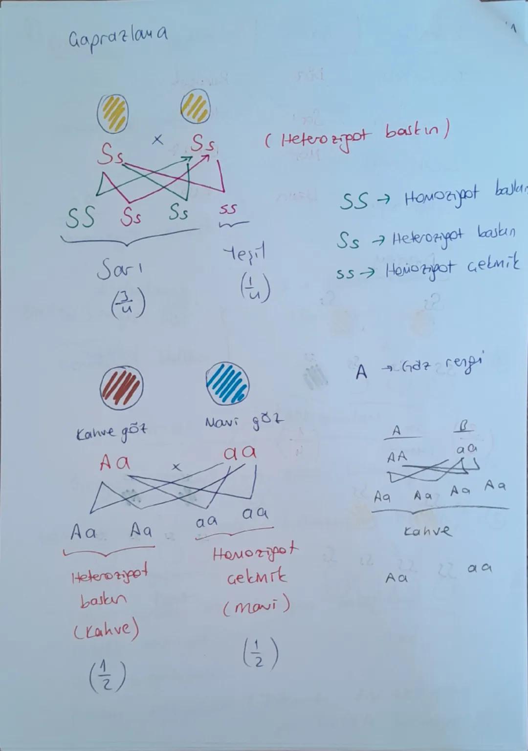 KALI TIM
(Kalıtım Bilimi = Genetik)
1.10.2024
1
Anne
Baba
Çocuk
→ Anne ve babadan gelen genlerin (kalıtsal
özelliklerm) yavru döllere aktarı