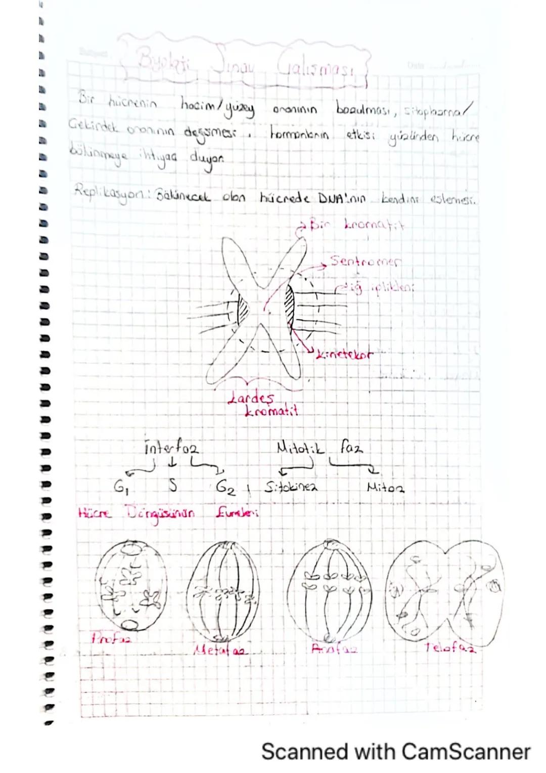 Date
Subject:
Mitcala ilgili Kavramlar
-A) kromosomların yapısı ve hücre bölünmesindeki rolü-
A--Mito2, döllenmiş yumurta hücresindeki kalit