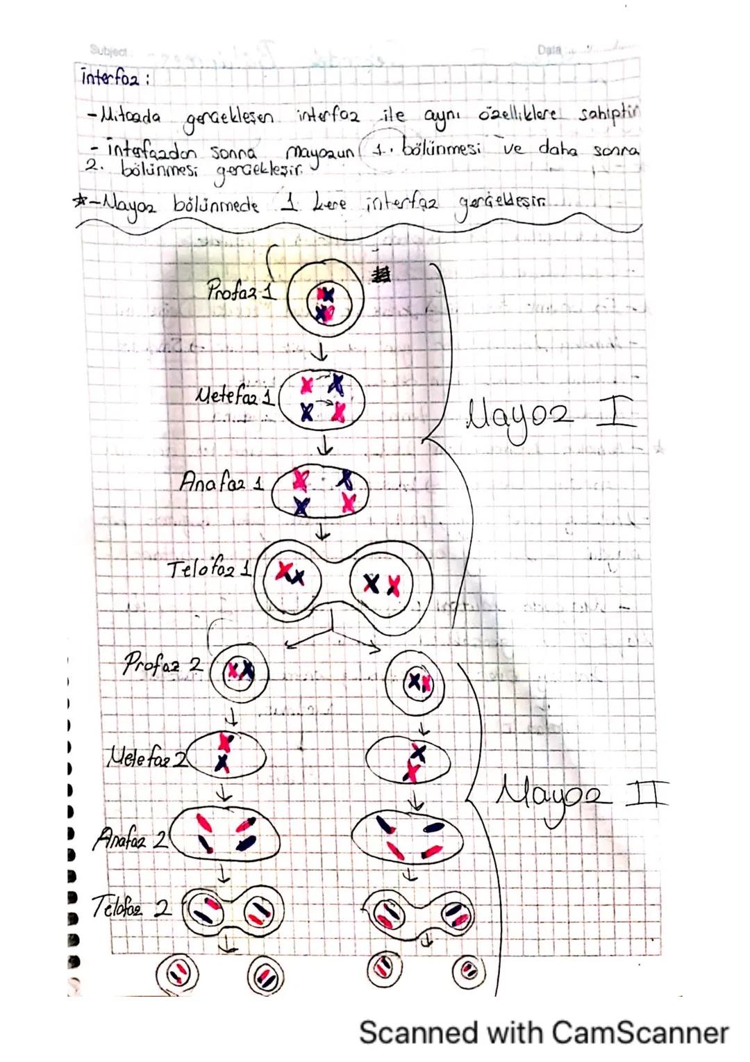 Date
Subject:
Mitcala ilgili Kavramlar
-A) kromosomların yapısı ve hücre bölünmesindeki rolü-
A--Mito2, döllenmiş yumurta hücresindeki kalit