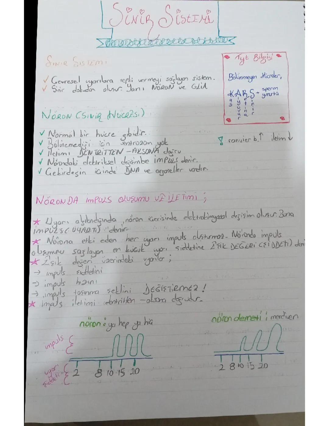 11.Sınıf Biyoloji 1.ünite Sinir Sistemi