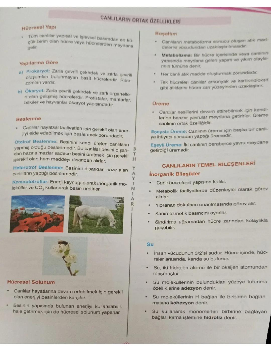 Canlıların ortak özellikleri 