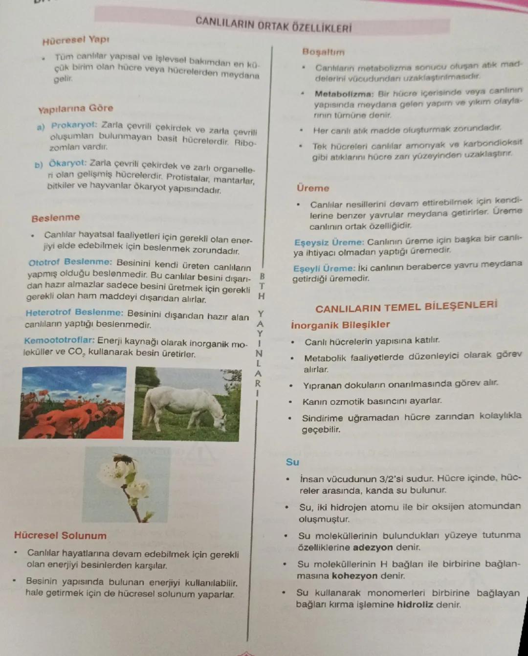 •
Hücresel Yapı
CANLILARIN ORTAK ÖZELLİKLERİ
Tüm canlılar yapısal ve işlevsel bakımdan en kü-
çük birim olan hücre veya hücrelerden meydana
