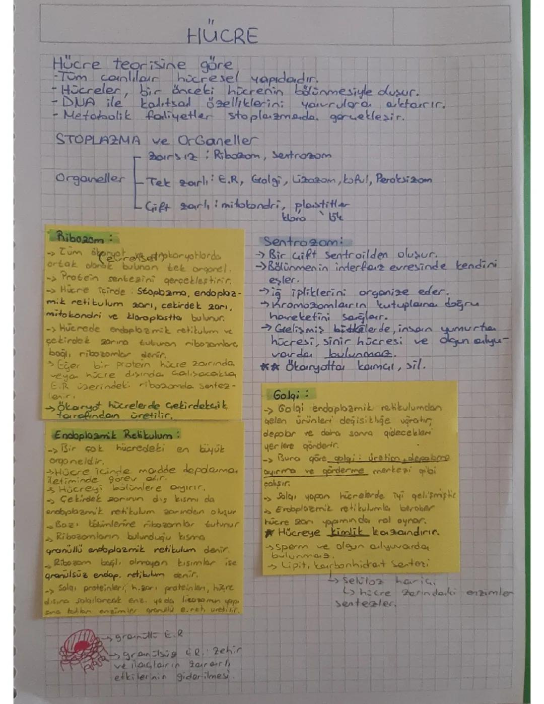 Biyoloji hücre organelleri