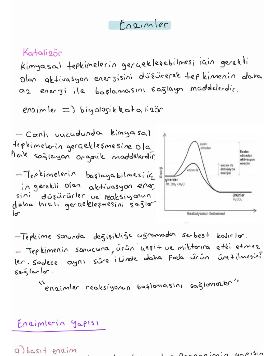Enzimler ve Enzim-Substrat İlişkisi: Enzim Katalizör Farkı, Enzim Nedir ve Canlılar İçin Önemi
