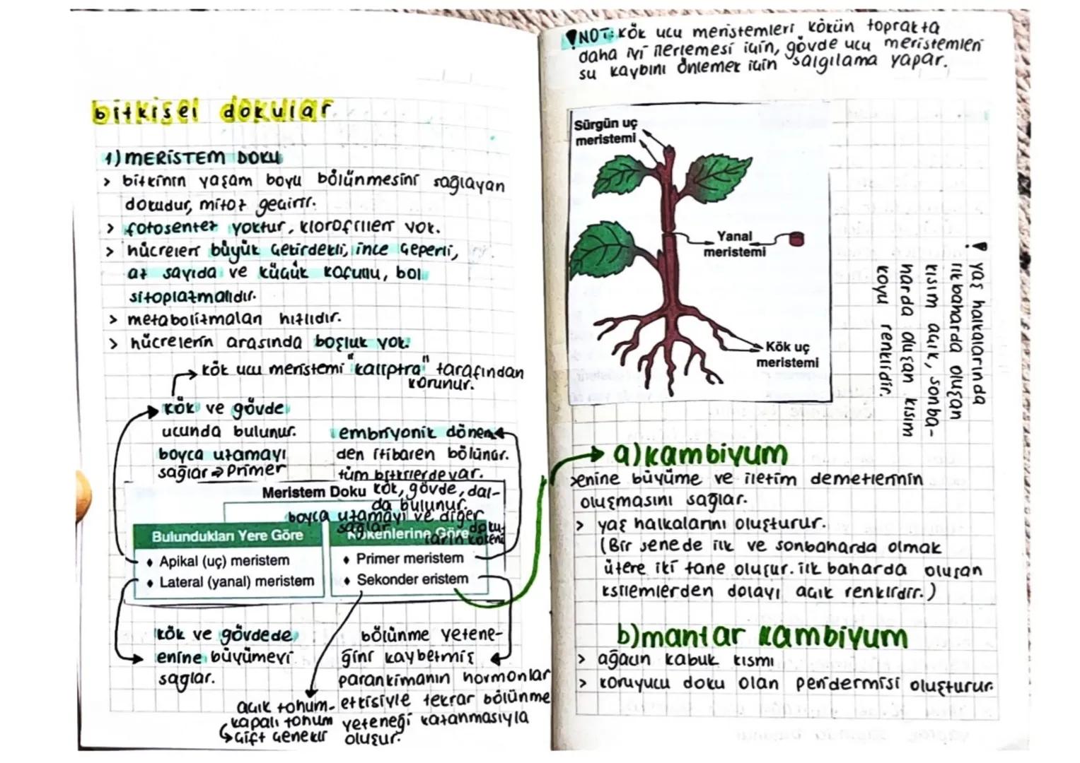 BİTKİLERİN YAPISI
BITKININ TEMEL KISIMLARININ YAPISI
☐ VE GÖREVLERİ
.
Çiçek
Tepe Tomurcuğu-
(sürgün ucu)
Yanal tomurcuk
Dalin tepe
tomurcuğu