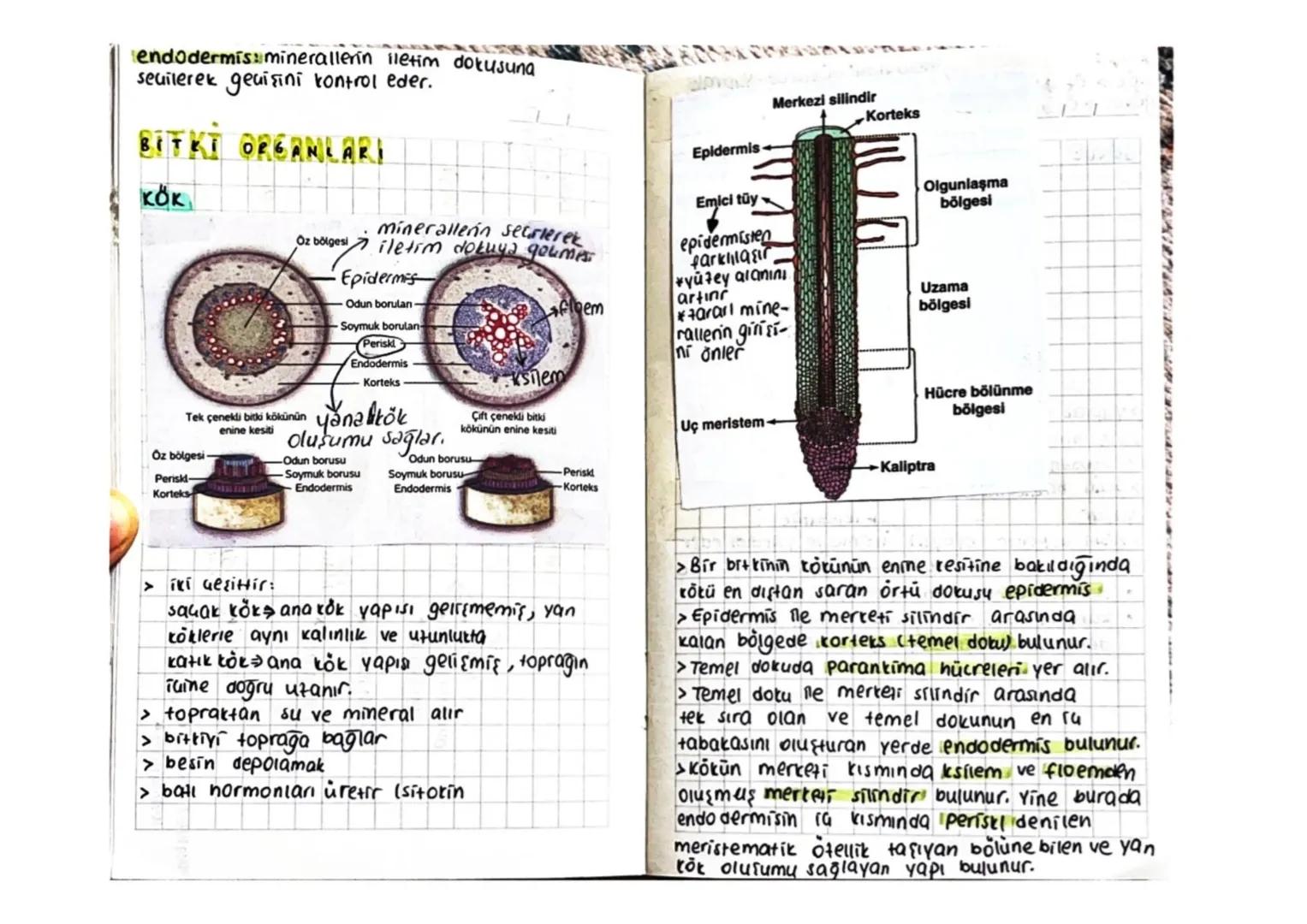 BİTKİLERİN YAPISI
BITKININ TEMEL KISIMLARININ YAPISI
☐ VE GÖREVLERİ
.
Çiçek
Tepe Tomurcuğu-
(sürgün ucu)
Yanal tomurcuk
Dalin tepe
tomurcuğu