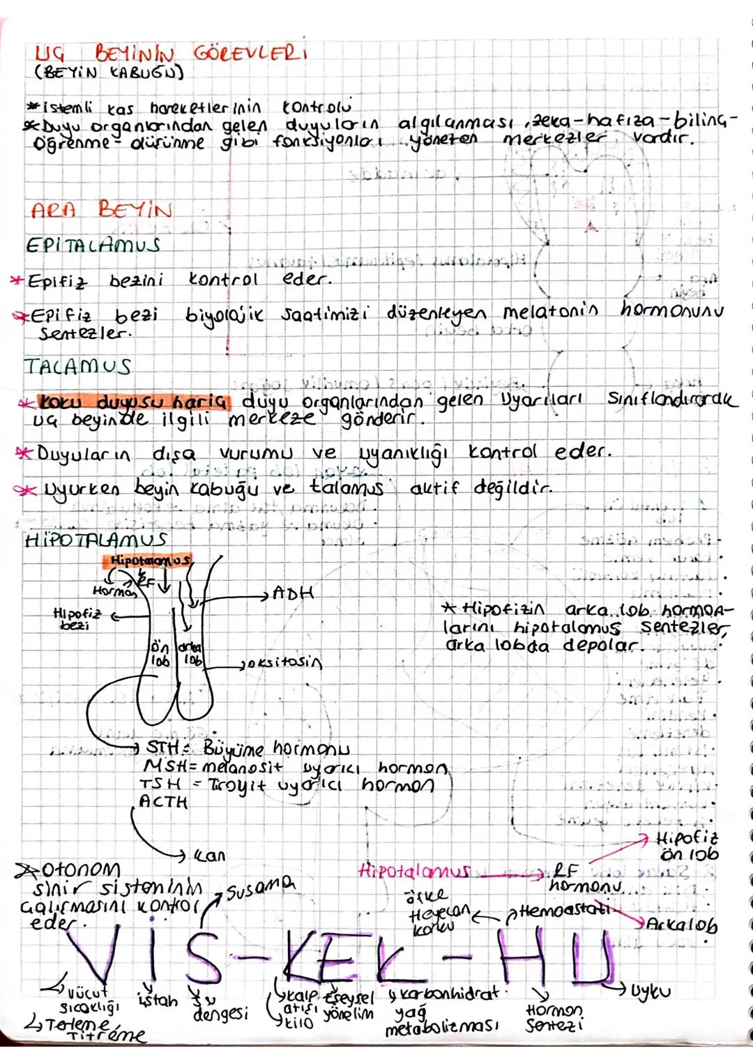 UG
BEYININ GÖREVLERİ
(BEYIN KABUGN)
*istemli kas hareketlerin in control
Duyu organlarından gelen duyuların
Oğrenme düşünme gibi fonksiyonla