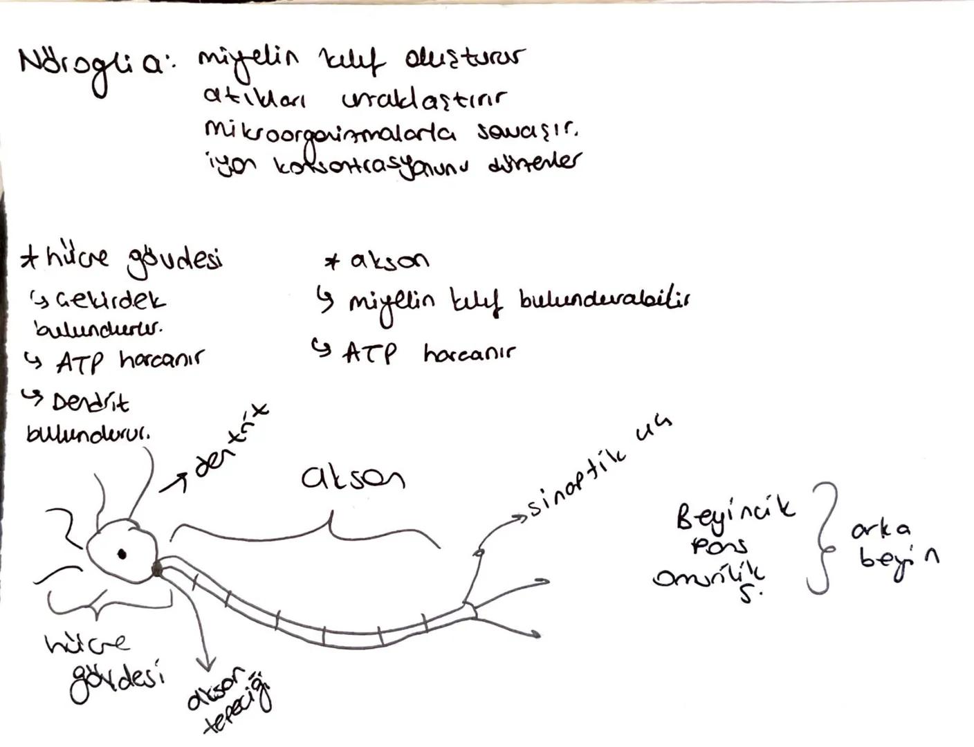 Nöroglia:
a: mijelin kellef dusturar
#hücre gövdesi
çekirdek
buluncherler.
ATP harcanır
Dendrit
bulundurul.
ατί και
unaklaştırır
mikroorgani