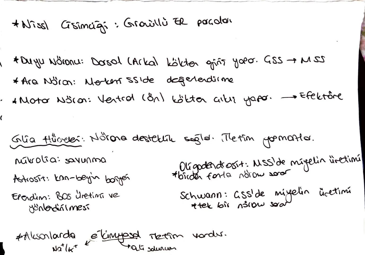 Nöroglia:
a: mijelin kellef dusturar
#hücre gövdesi
çekirdek
buluncherler.
ATP harcanır
Dendrit
bulundurul.
ατί και
unaklaştırır
mikroorgani