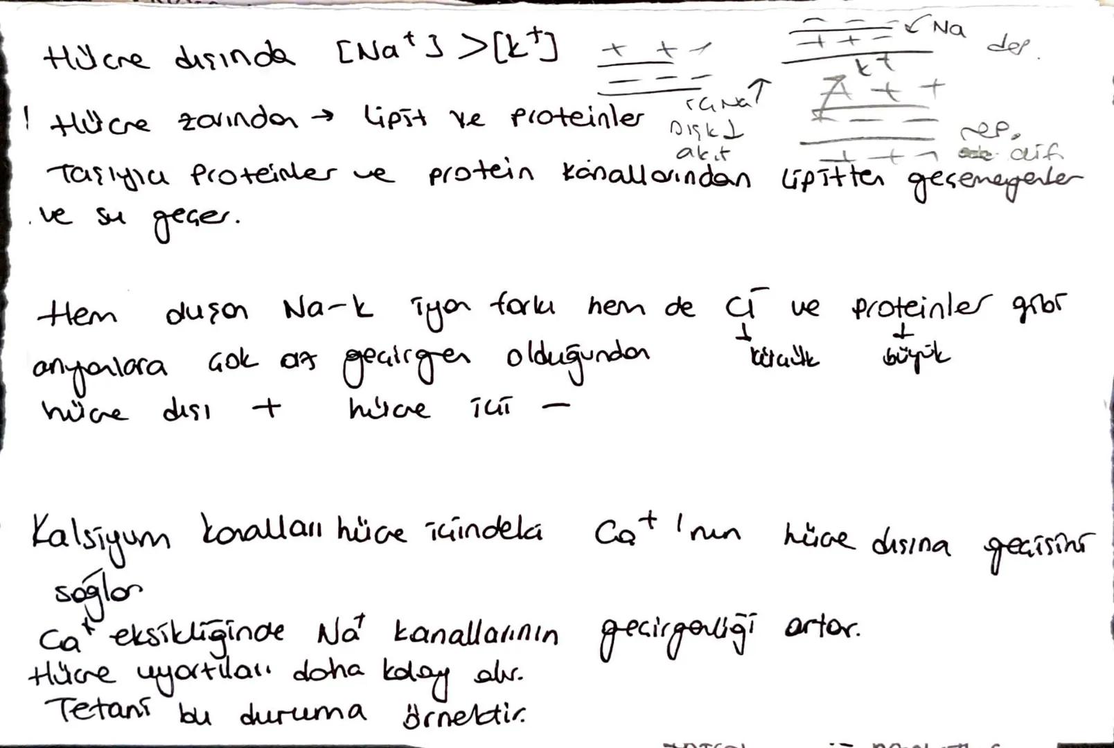 Nöroglia:
a: mijelin kellef dusturar
#hücre gövdesi
çekirdek
buluncherler.
ATP harcanır
Dendrit
bulundurul.
ατί και
unaklaştırır
mikroorgani