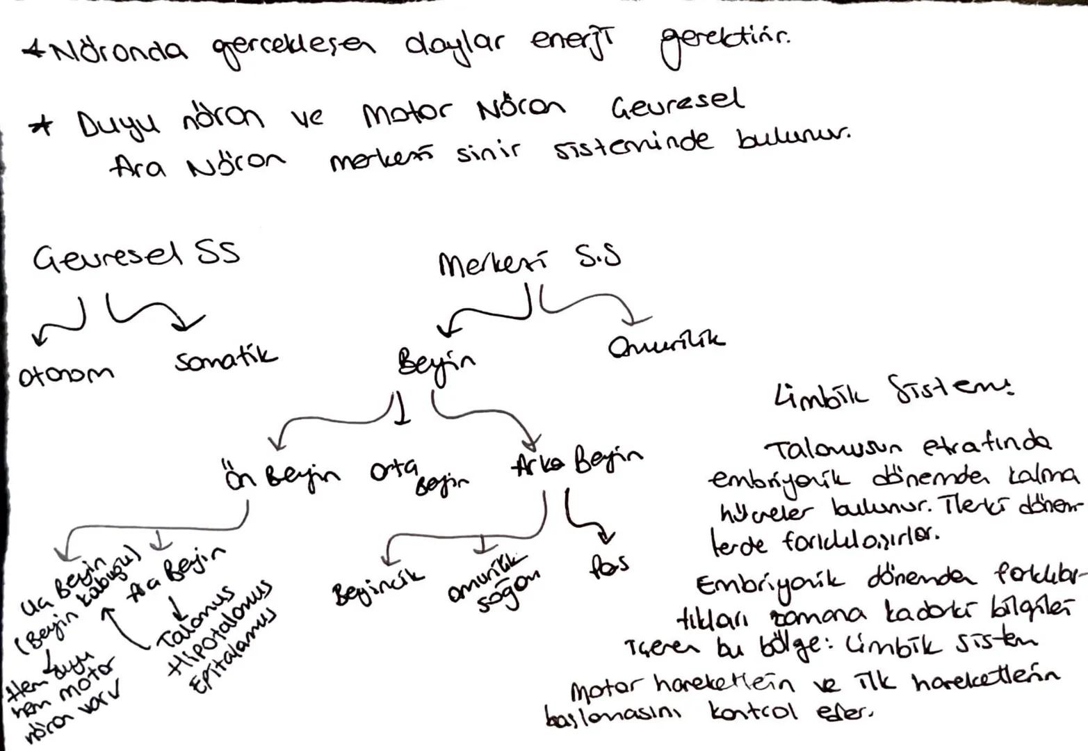 Nöroglia:
a: mijelin kellef dusturar
#hücre gövdesi
çekirdek
buluncherler.
ATP harcanır
Dendrit
bulundurul.
ατί και
unaklaştırır
mikroorgani