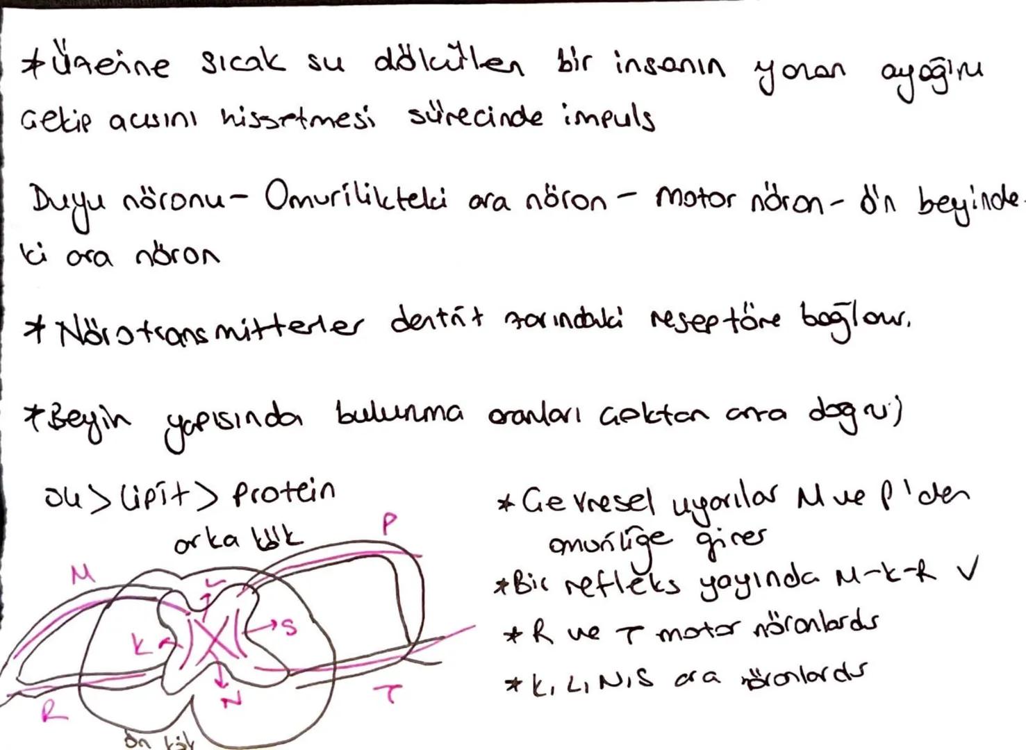 Nöroglia:
a: mijelin kellef dusturar
#hücre gövdesi
çekirdek
buluncherler.
ATP harcanır
Dendrit
bulundurul.
ατί και
unaklaştırır
mikroorgani