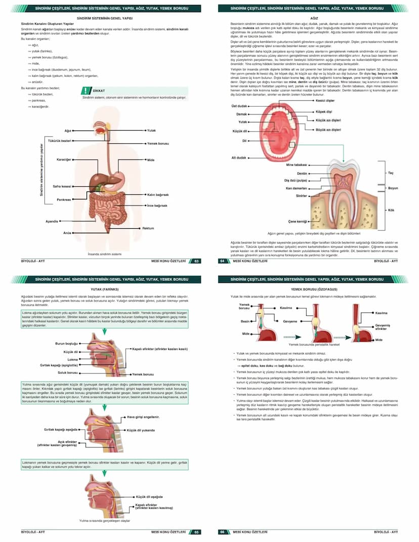 # KONU ÖZETLERİ

## BİYOLOJİ

### AYT

- Zengin ve Anlaşılır İçerik
- Hızlı ve Etkili Öğrenme
- Görsel Destekli Anlatım

# KONU ÖZETLERİ

##