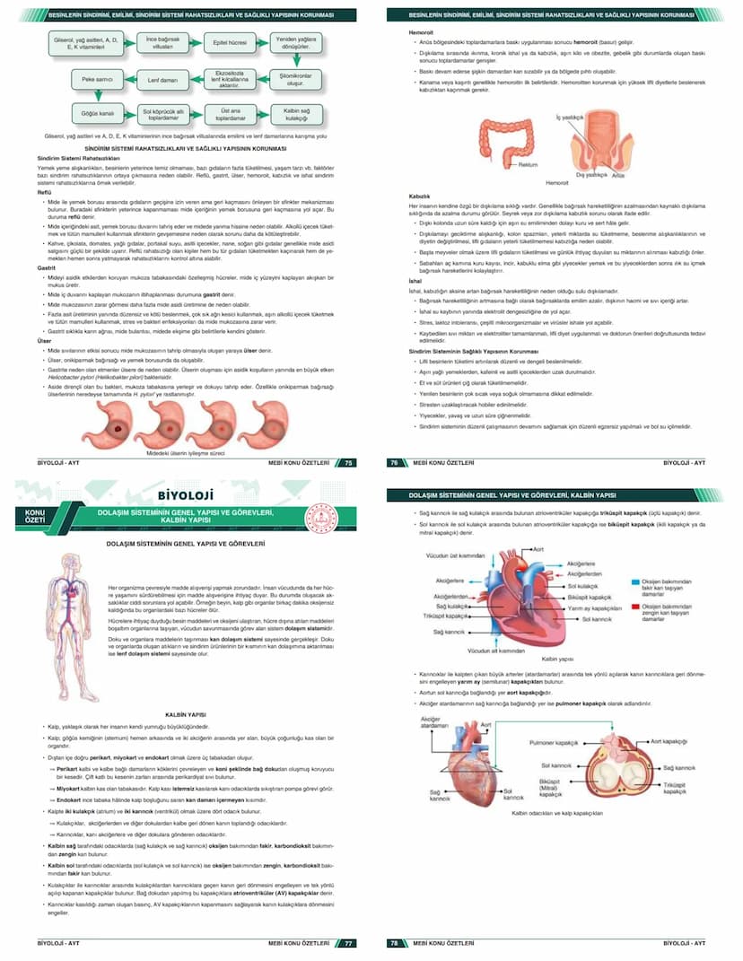 # KONU ÖZETLERİ

## BİYOLOJİ

### AYT

- Zengin ve Anlaşılır İçerik
- Hızlı ve Etkili Öğrenme
- Görsel Destekli Anlatım

# KONU ÖZETLERİ

##