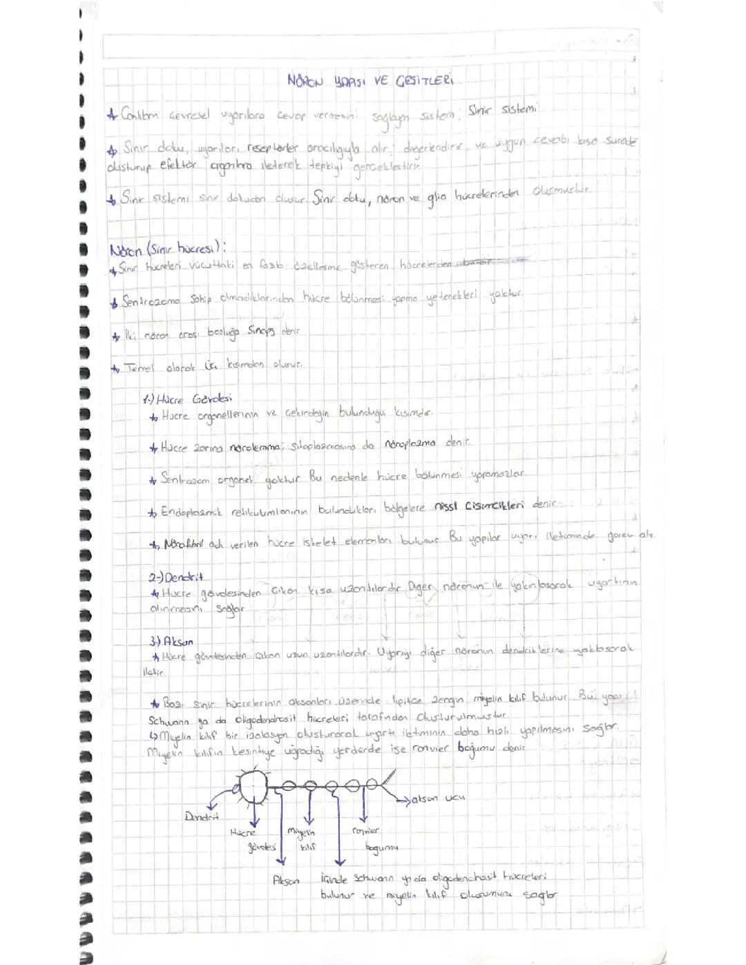 11. Sınıf Biyoloji Sinir Sistemi