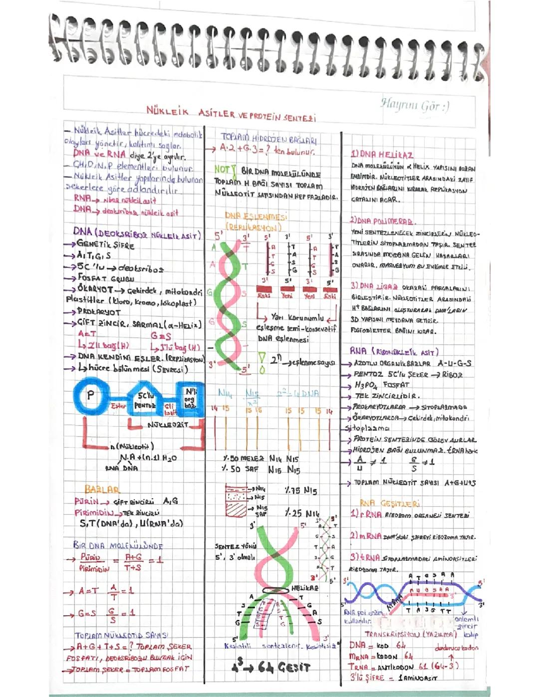Nükleik asitler ve protein sentezi ayt biyoloji 12. Sınıf resimli anlatım 