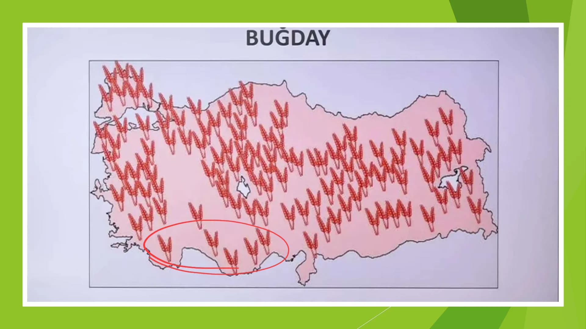 TÜRKİYE'DE TARIM Tarım Tipleri
▸ Ekstansif Tarım
eski tarım
geleneksel, kaba, eski tarım
İklim koşullarına bağlıdır ve verim düşüktür
Genell